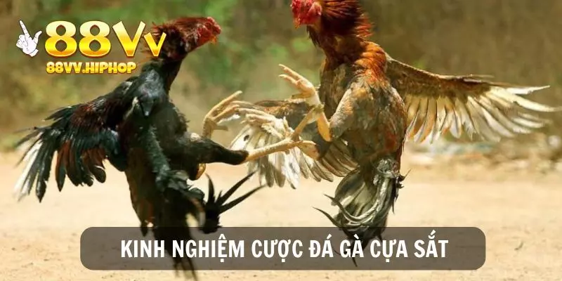 Một số kinh nghiệm cược cựa sắt chuẩn từ cao thủ