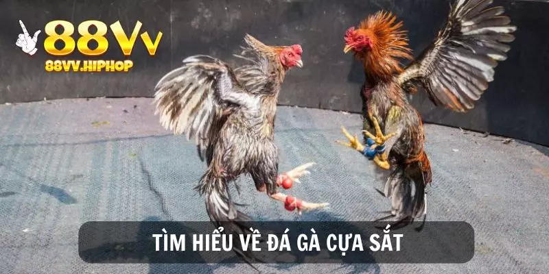 Tìm hiểu về hình thức đá gà cựa sắt tại nhà cái 88VV có gì đặc biệt?